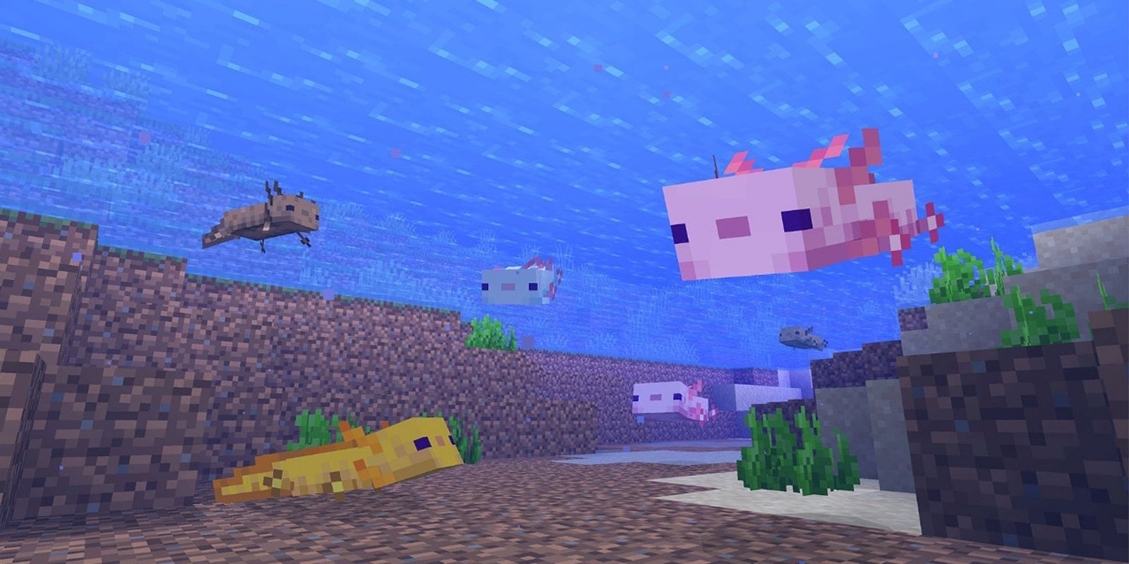 What Axolotls Eat In Minecraft What Axolotls Eat In Minecraft