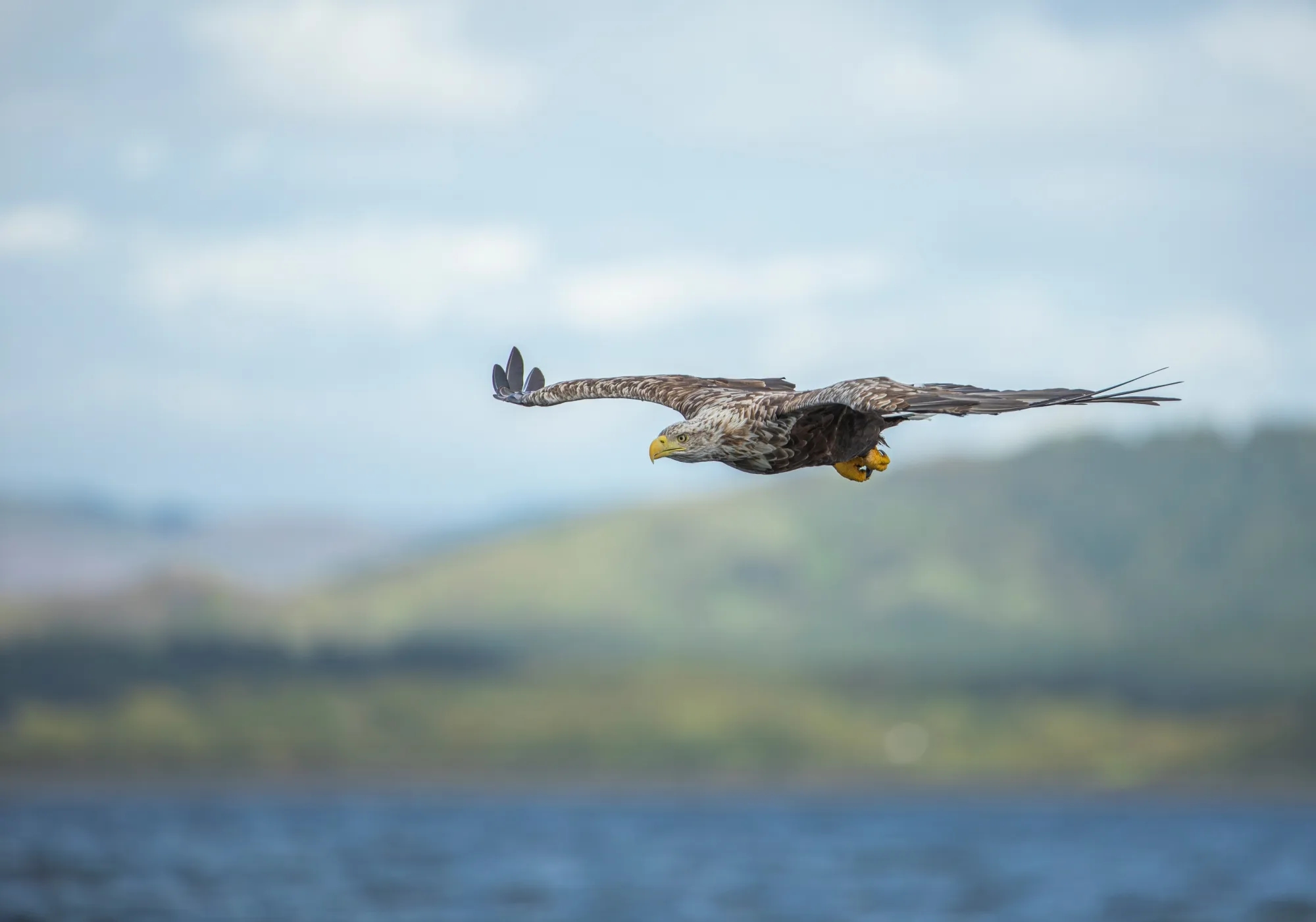 sea eagle crossword clue