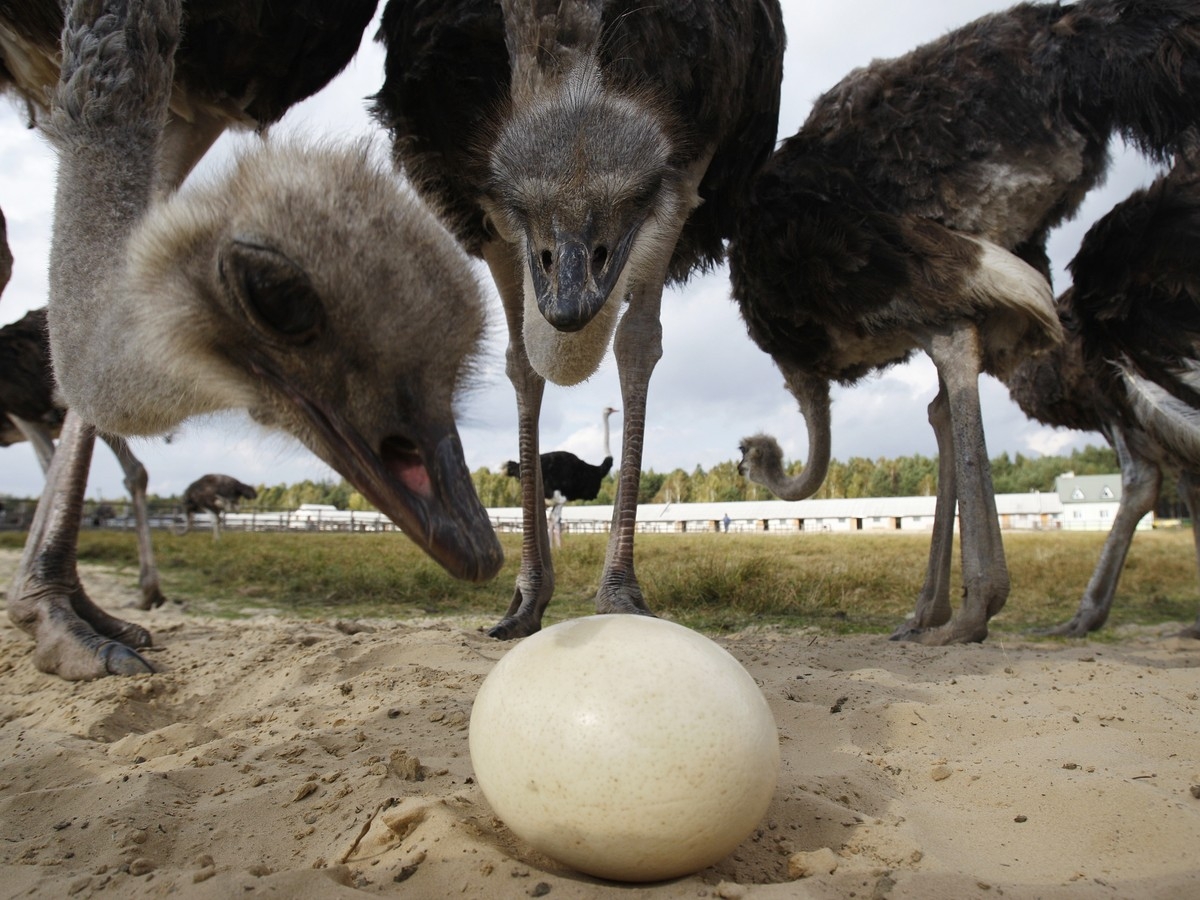 Why Are Bird Eggs Egg Shaped The Atlantic