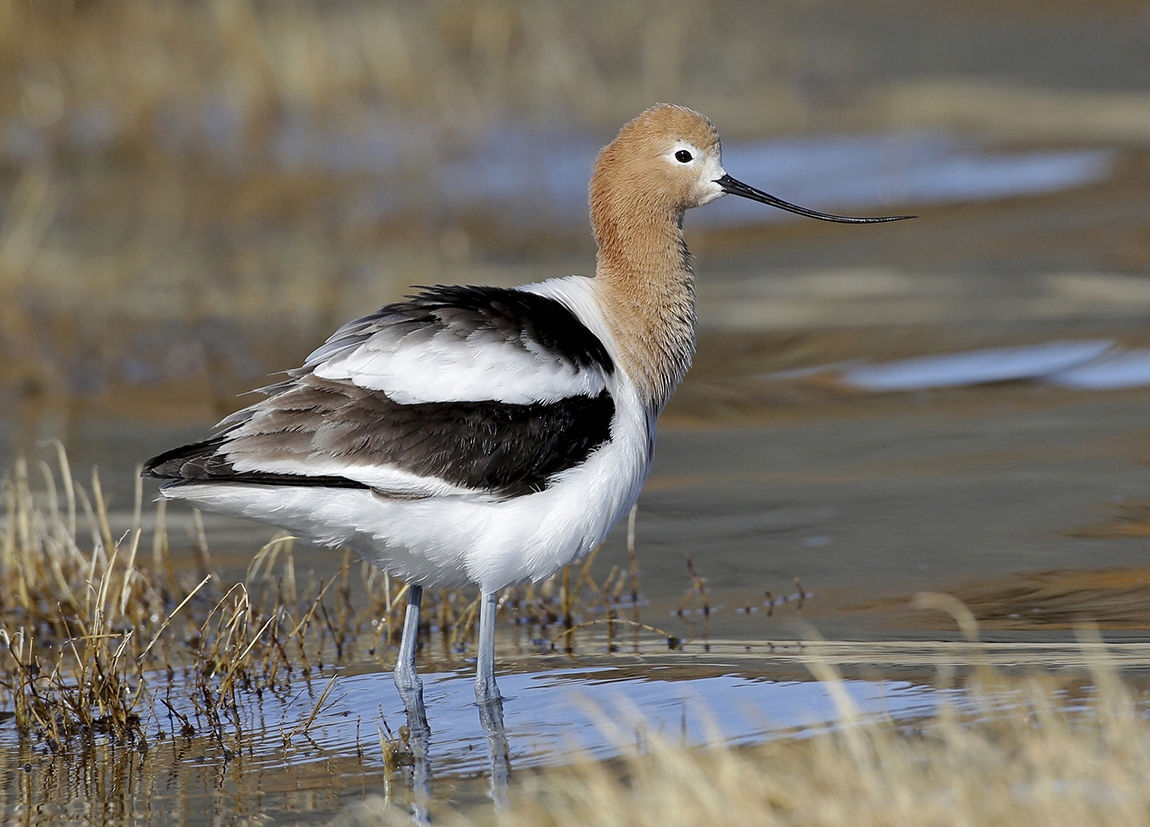 Wildlife Moment The American Avocet Is The Snazzy Visitor To Our Marshes Outdoors Yakimaherald Wildlife Moment The American Avocet Is The Snazzy Visitor To Our Marshes Outdoors Yakimaherald