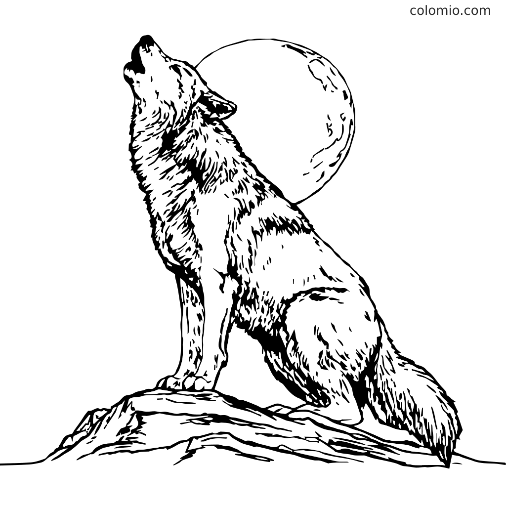 gray wolf coloring pages gray wolf coloring pages