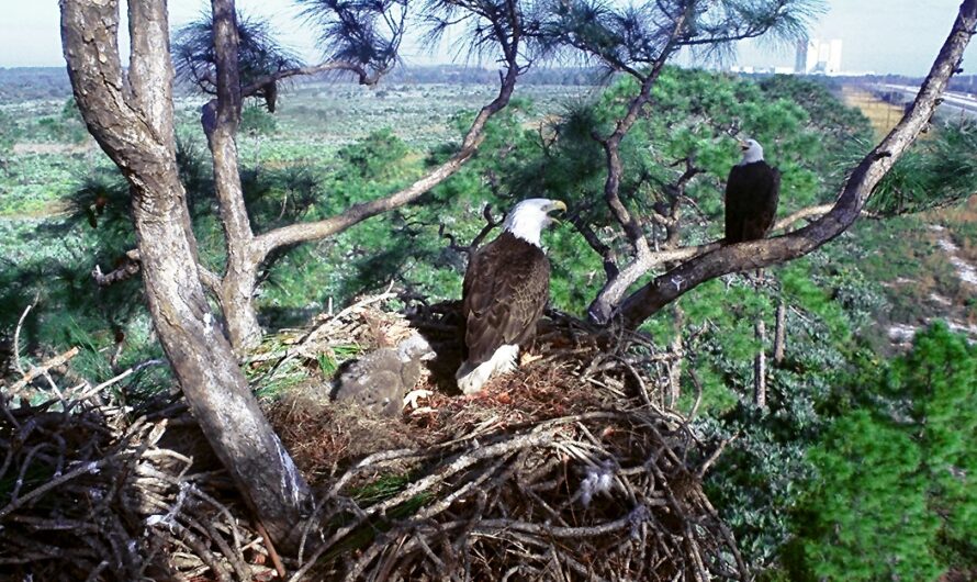 Eagles Nest Crossword Clue