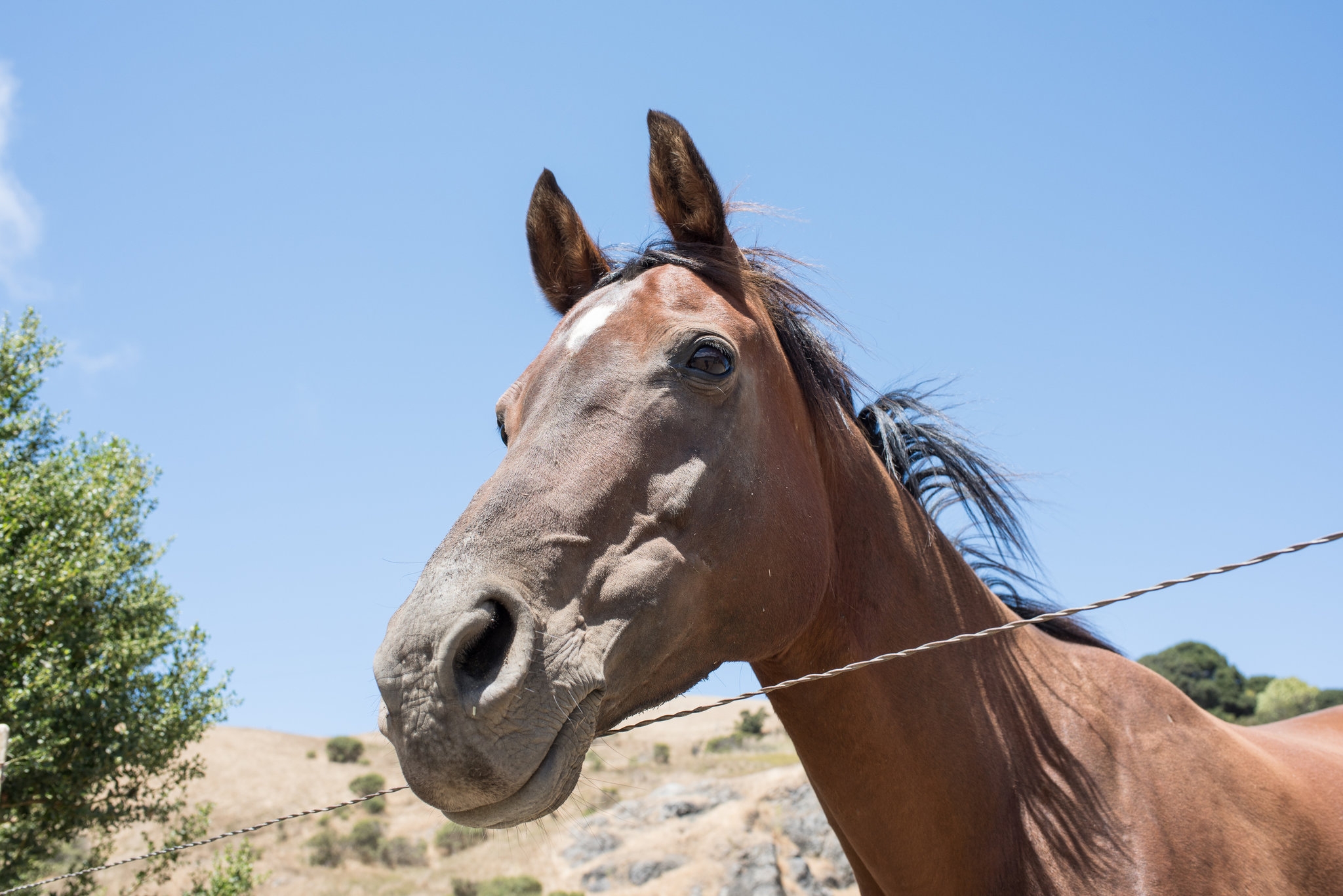 Your Vacation Mission Find This Stolen Horse The New York Times Your Vacation Mission Find This Stolen Horse The New York Times